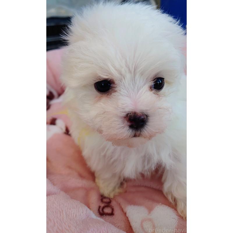 成約済の埼玉県のマルチーズ-426368の4枚目