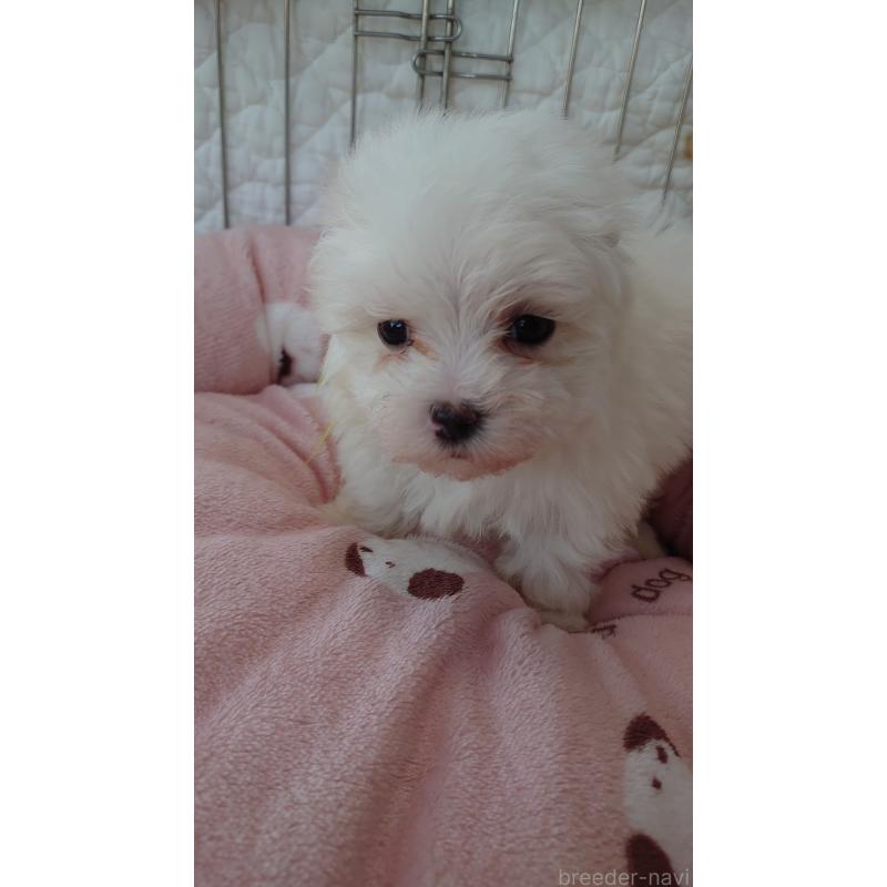 成約済の埼玉県のマルチーズ-426368の3枚目