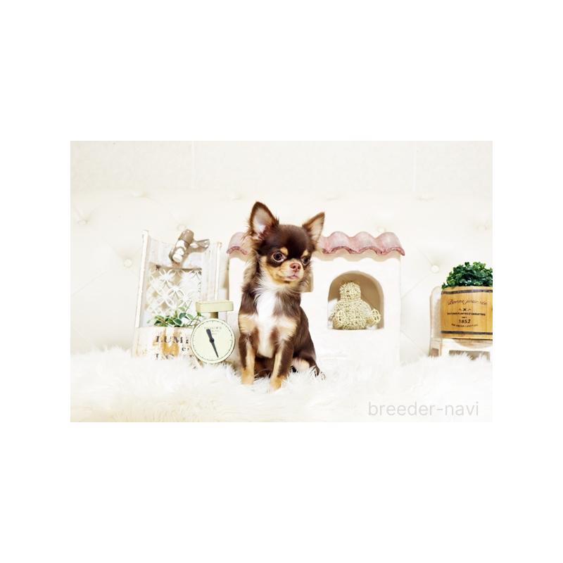 販売中の佐賀県のチワワ(ロングコート)-402915の5枚目