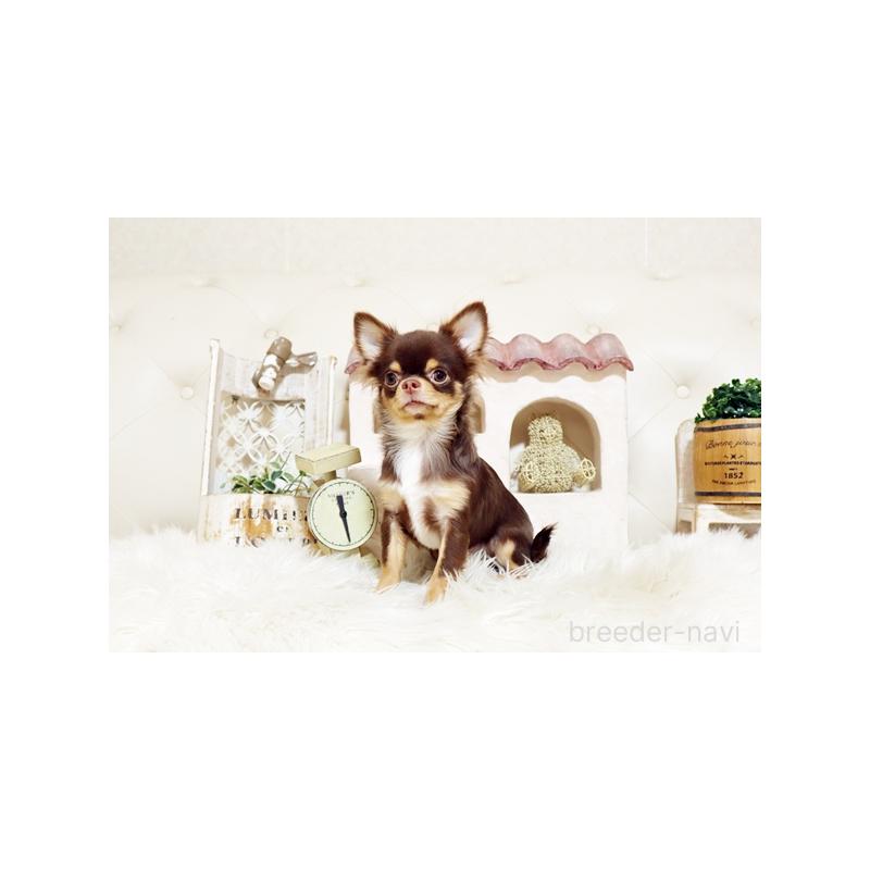 販売中の佐賀県のチワワ(ロングコート)-402915の3枚目