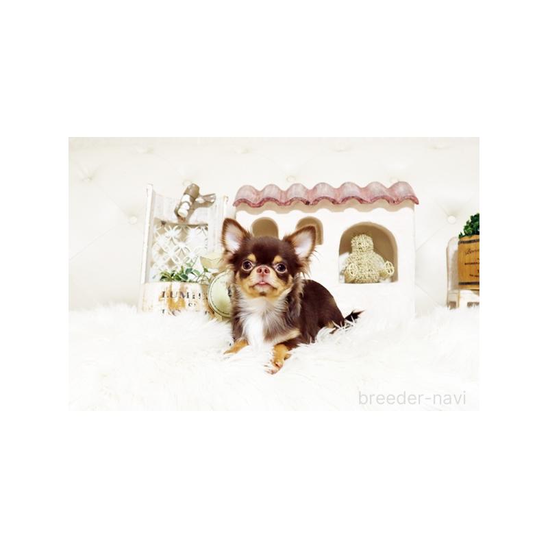 販売中の佐賀県のチワワ(ロングコート)-402915の2枚目