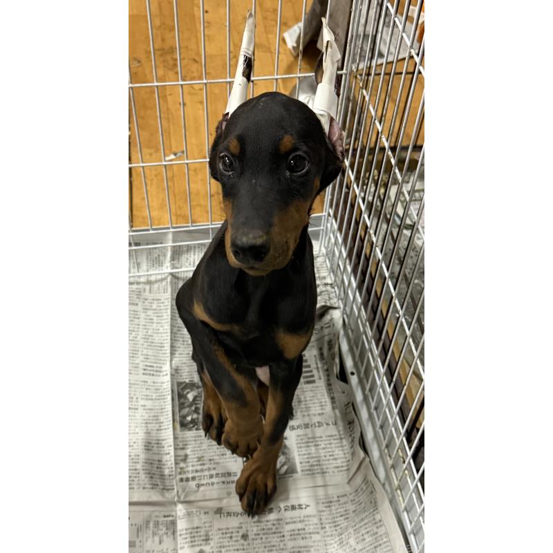 成約済の奈良県のドーベルマン-428254の2枚目