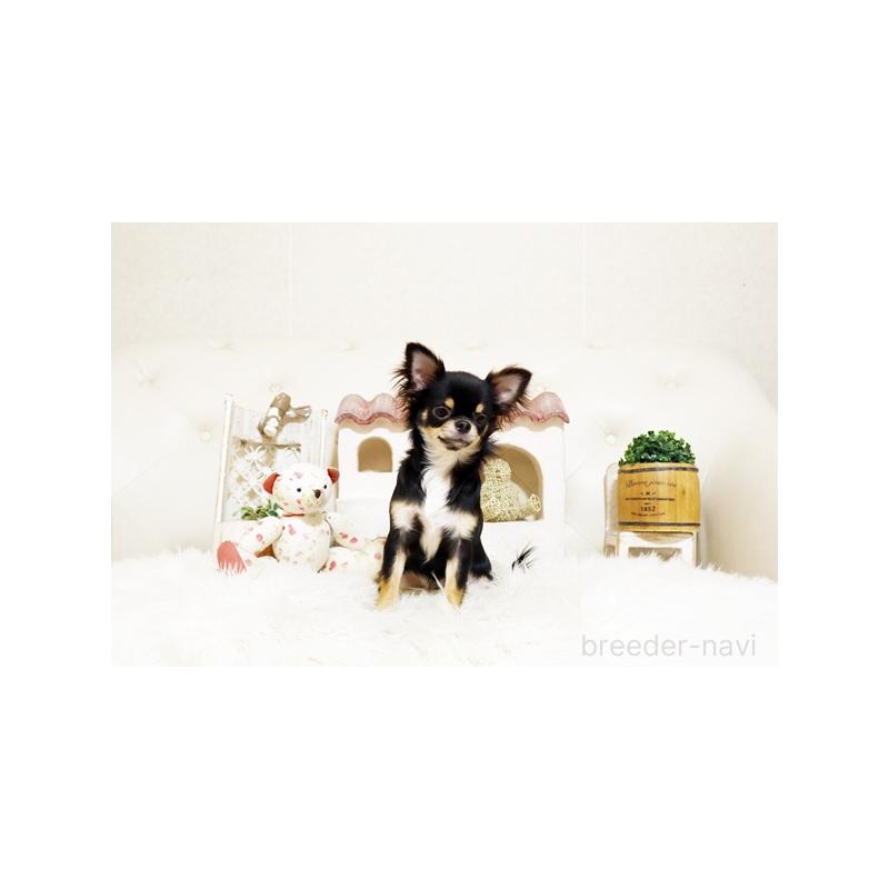 販売中の佐賀県のチワワ(ロングコート)-402917の3枚目