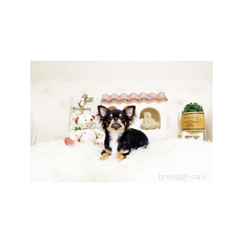 販売中の佐賀県のチワワ(ロングコート)-402917の2枚目