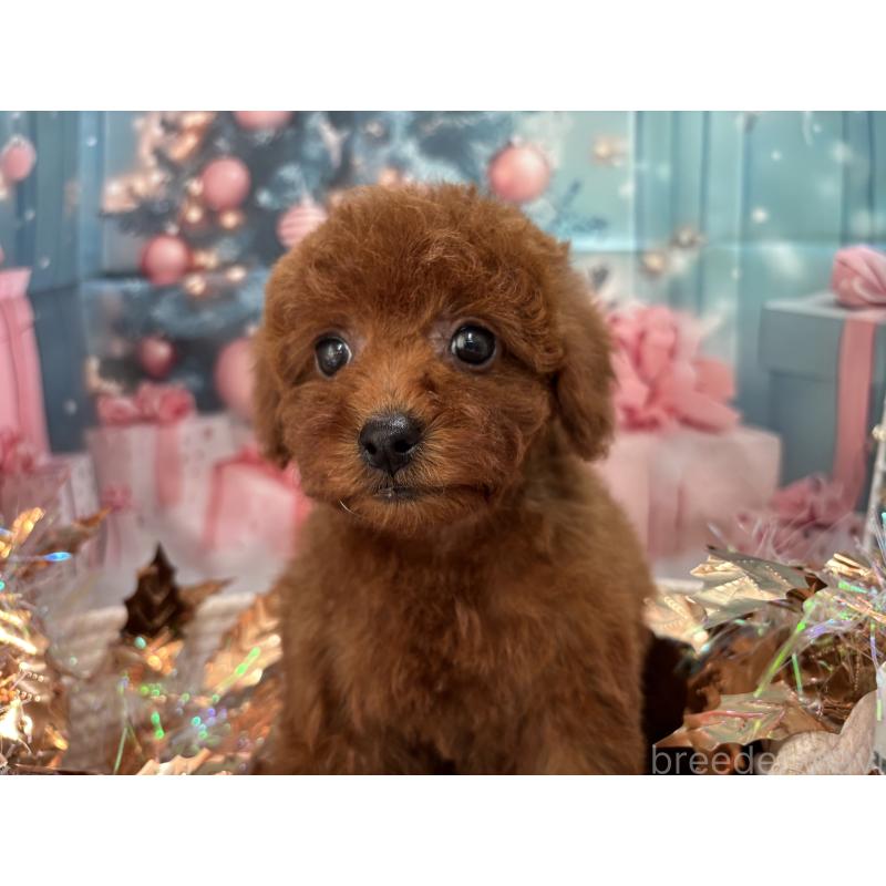 販売中の栃木県のトイプードル-423220の7枚目