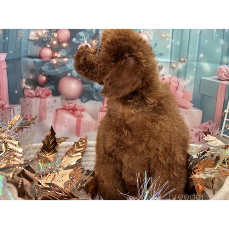 販売中の栃木県のトイプードル-423220の6枚目