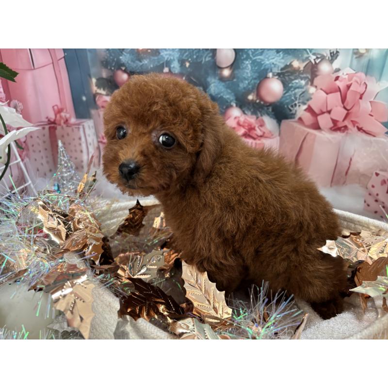 販売中の栃木県のトイプードル-423220の5枚目