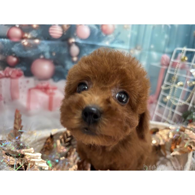 販売中の栃木県のトイプードル-423220の4枚目