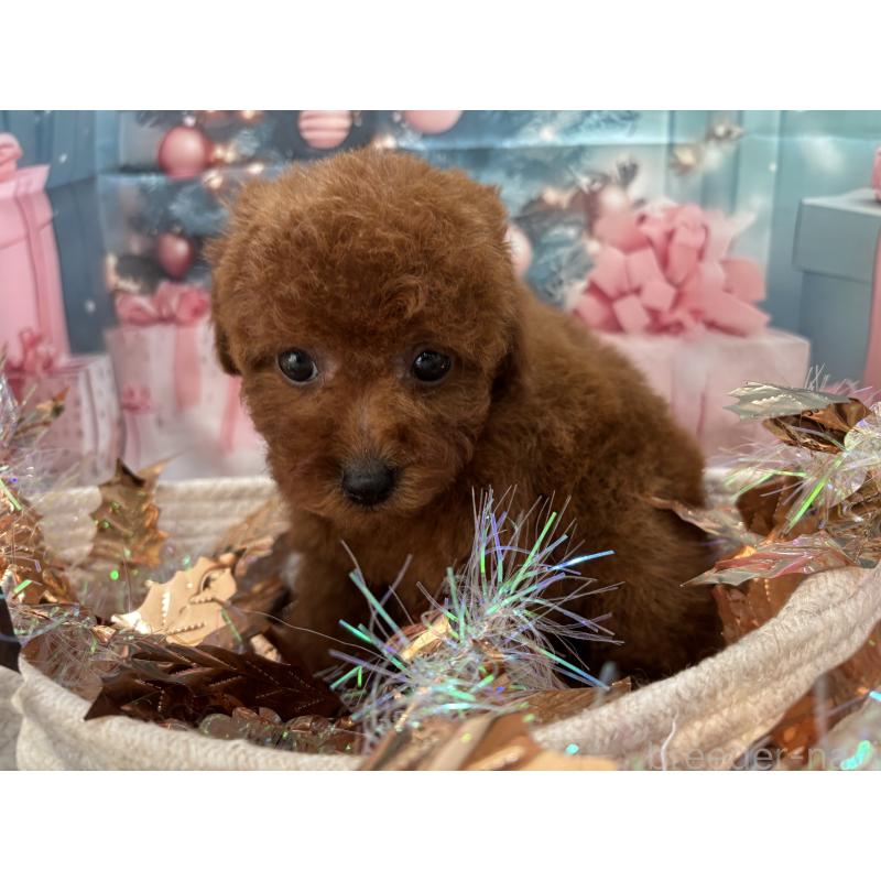 販売中の栃木県のトイプードル-423220の3枚目