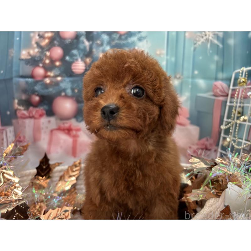 販売中の栃木県のトイプードル-423220の2枚目