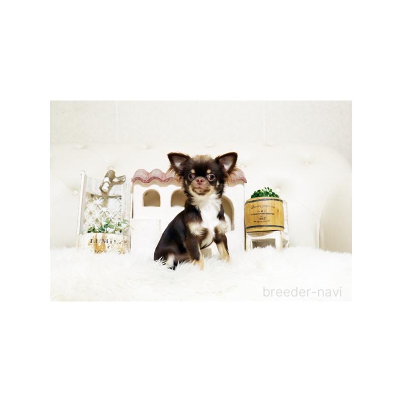 販売中の佐賀県のチワワ(ロングコート)-402918の4枚目