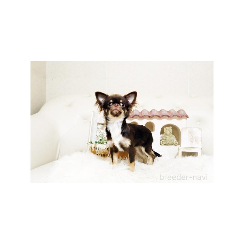 販売中の佐賀県のチワワ(ロングコート)-402918の2枚目