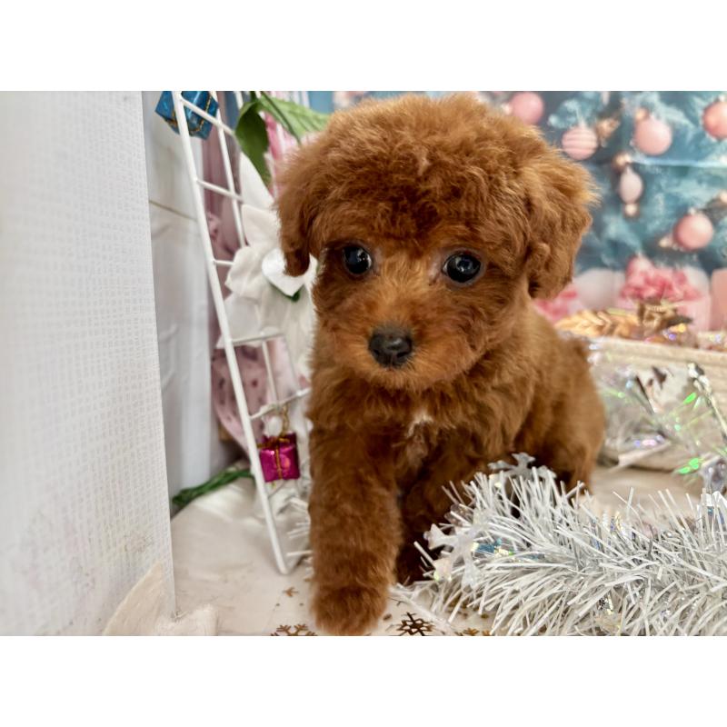 販売中の栃木県のタイニープードル-423222