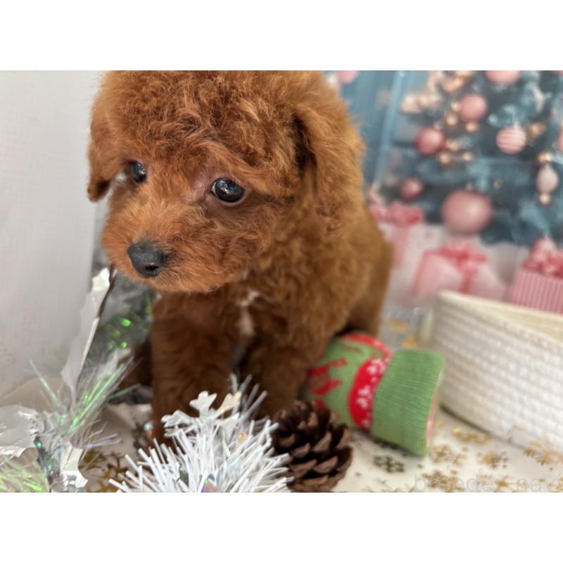 販売中の栃木県のトイプードル-423194の1枚目