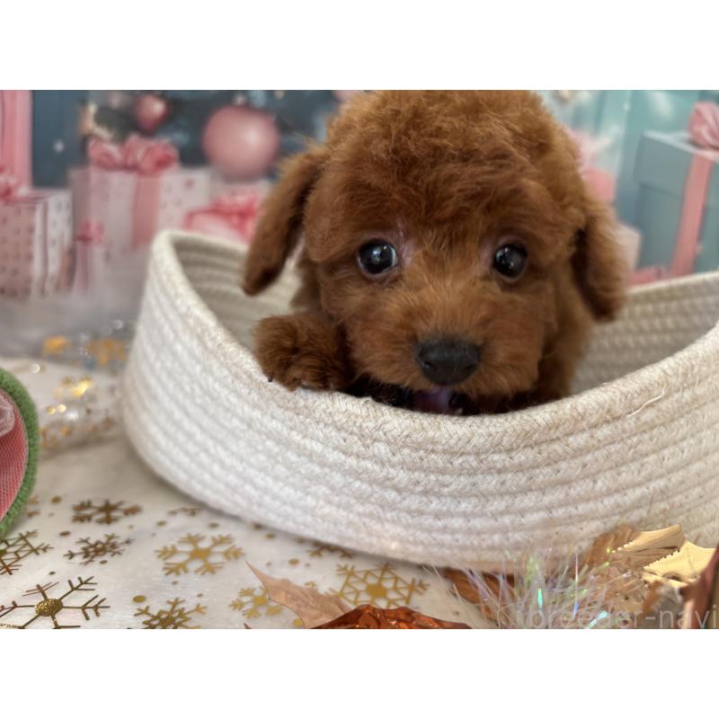 販売中の栃木県のトイプードル-423194の7枚目