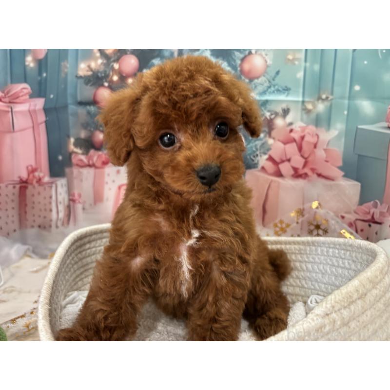 販売中の栃木県のトイプードル-423194の6枚目