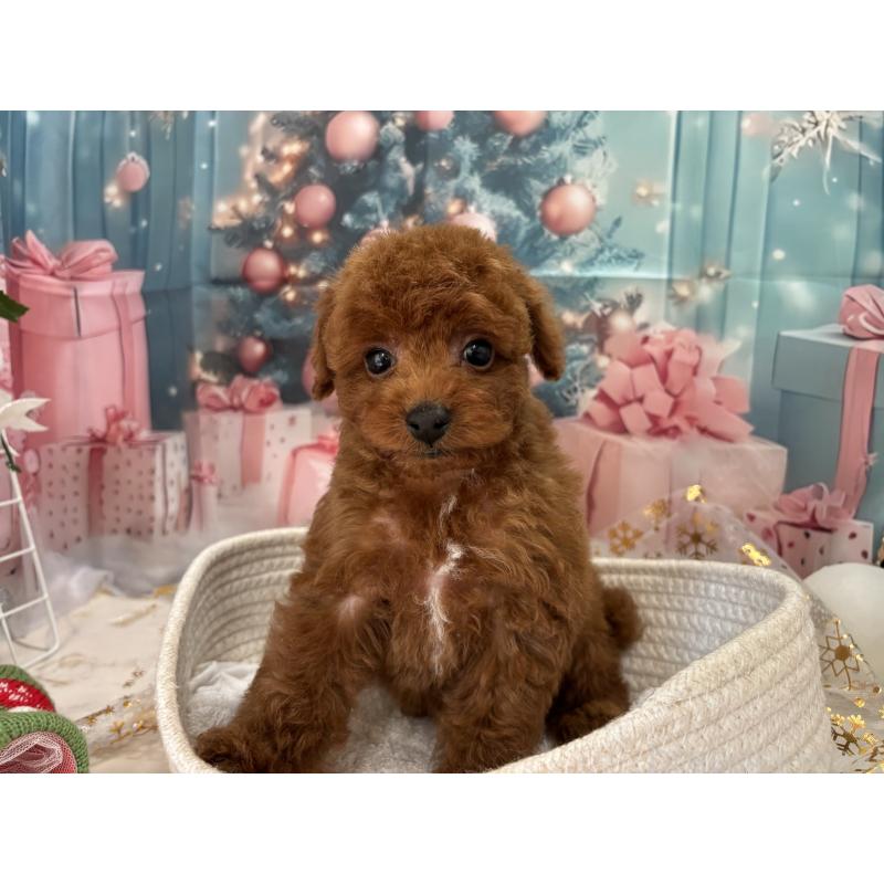 販売中の栃木県のトイプードル-423194の5枚目