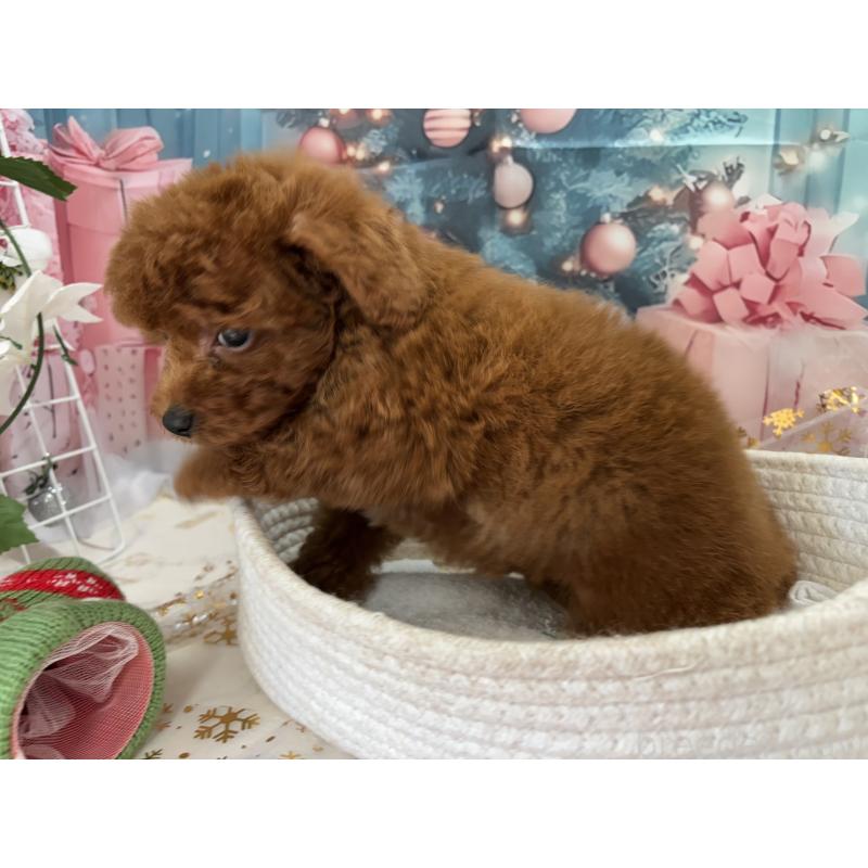 販売中の栃木県のトイプードル-423194の4枚目