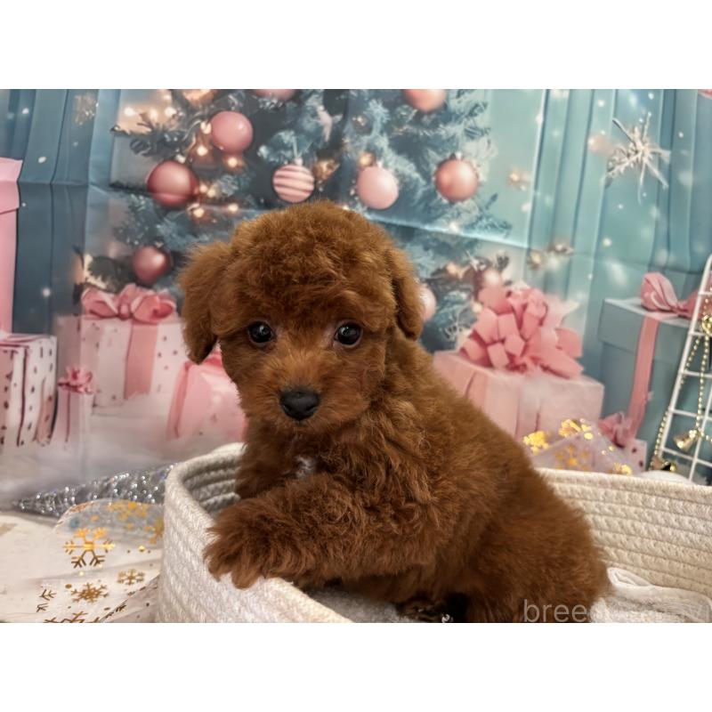 販売中の栃木県のトイプードル-423194の3枚目