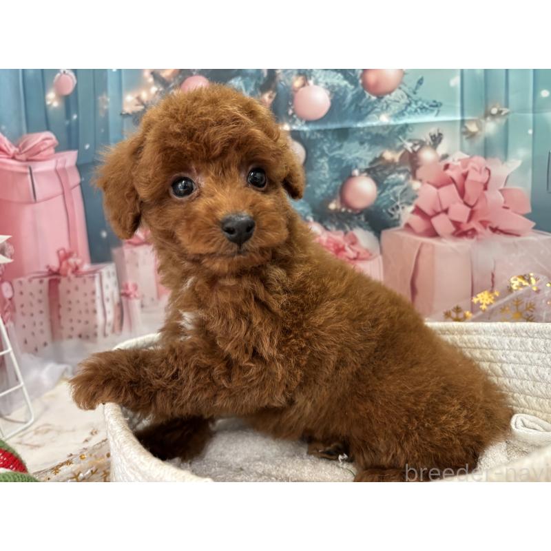 販売中の栃木県のトイプードル-423194の2枚目