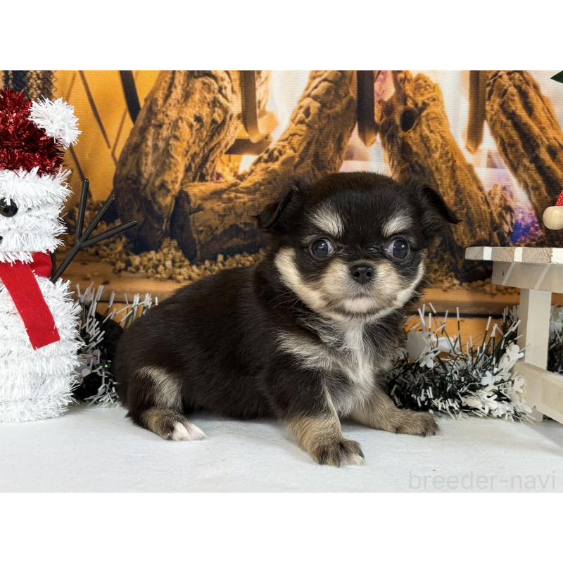 販売中の秋田県のチワワ(ロングコート)-430957の5枚目