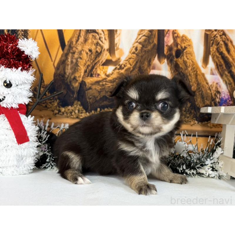 販売中の秋田県のチワワ(ロングコート)-430957の4枚目