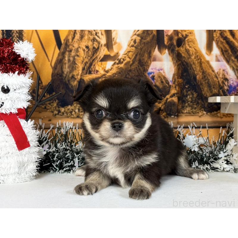 販売中の秋田県のチワワ(ロングコート)-430957の3枚目