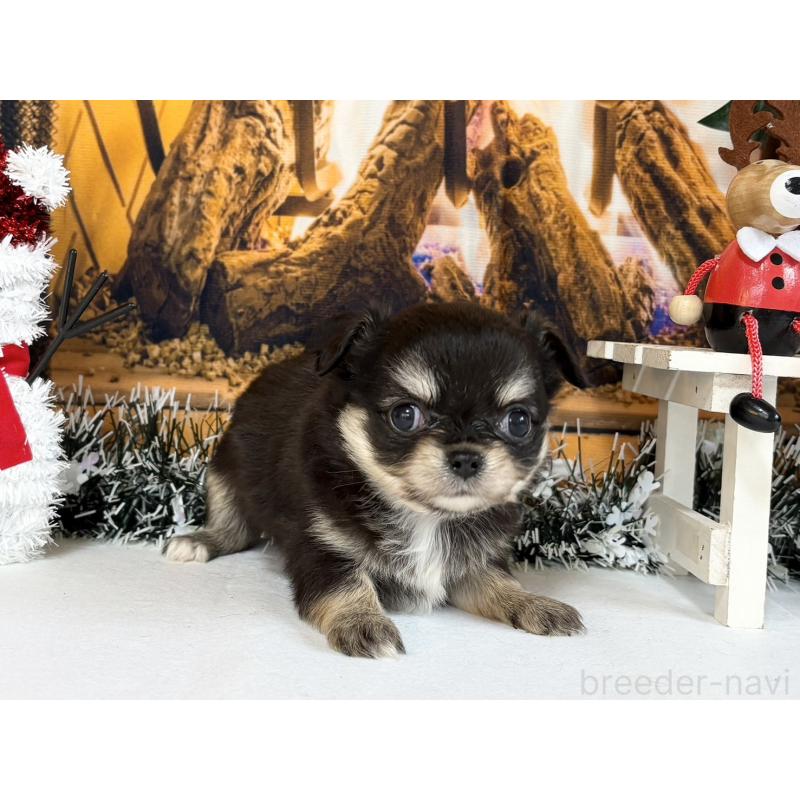 販売中の秋田県のチワワ(ロングコート)-430957の2枚目