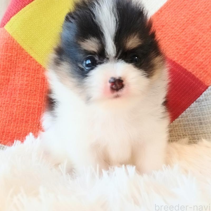 販売中の和歌山県のポメラニアン-429813