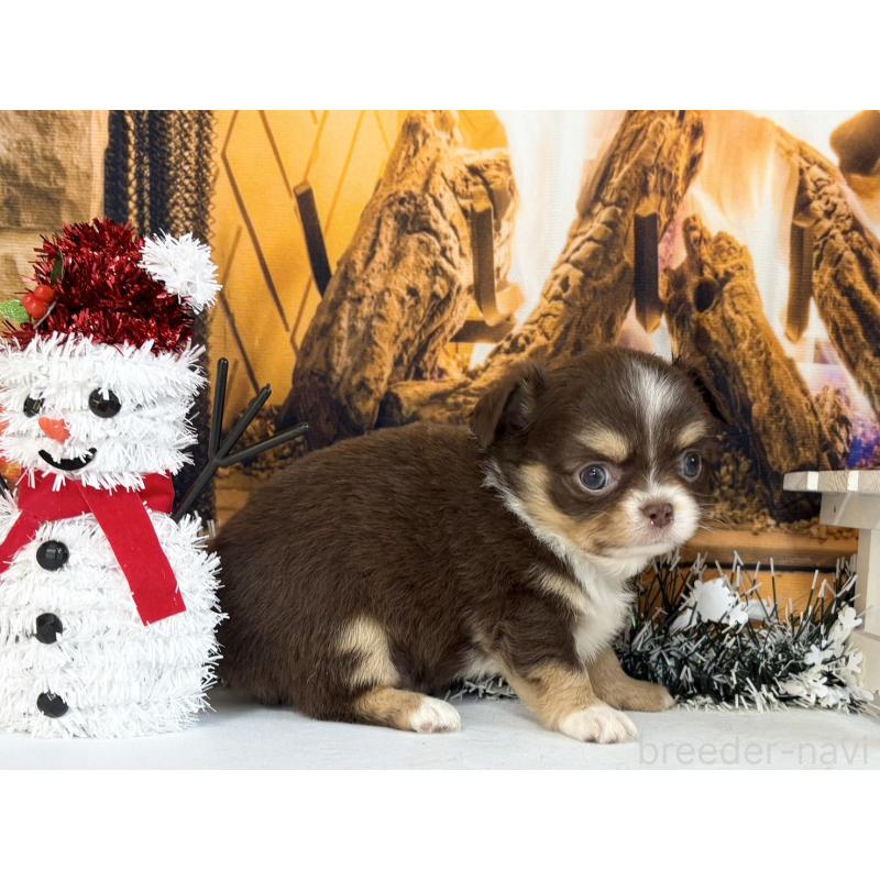 販売中の秋田県のチワワ(ロングコート)-430958の4枚目