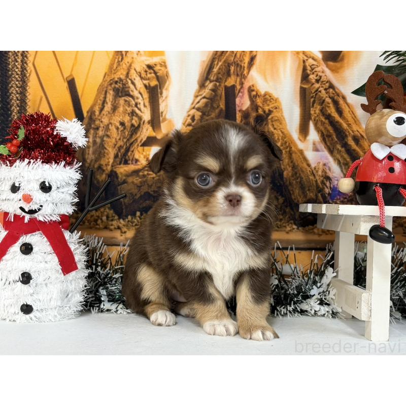 販売中の秋田県のチワワ(ロングコート)-430958の3枚目