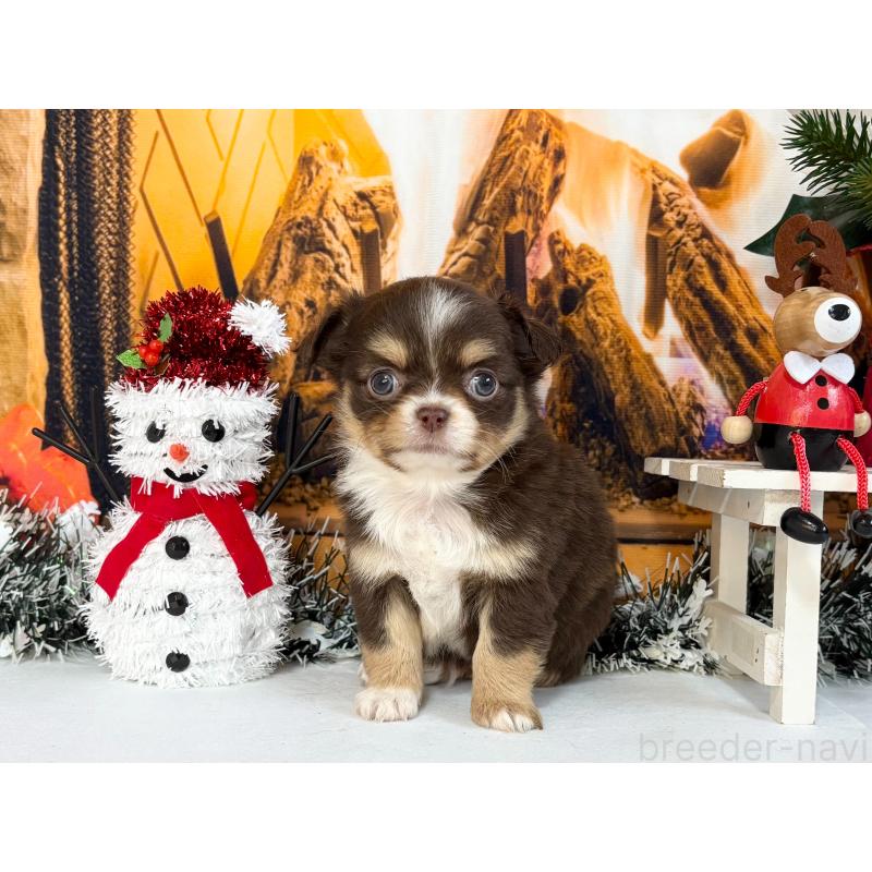 販売中の秋田県のチワワ(ロングコート)-430958