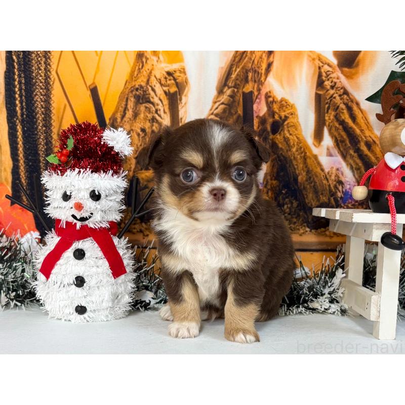 販売中の秋田県のチワワ(ロングコート)-430958の2枚目