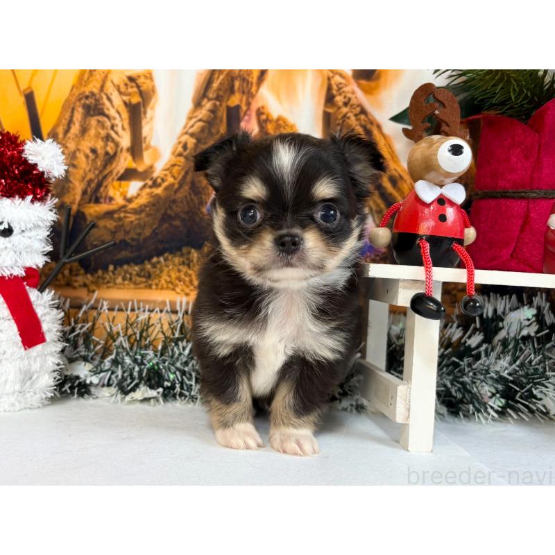 販売中の秋田県のチワワ(ロングコート)-430960の5枚目