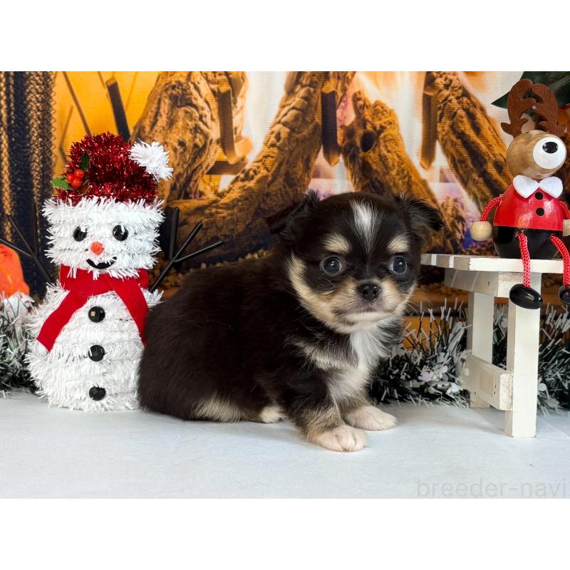 販売中の秋田県のチワワ(ロングコート)-430960の4枚目