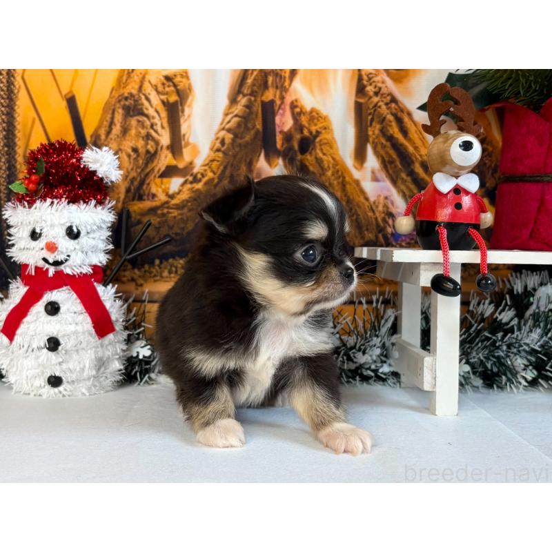 販売中の秋田県のチワワ(ロングコート)-430960の3枚目