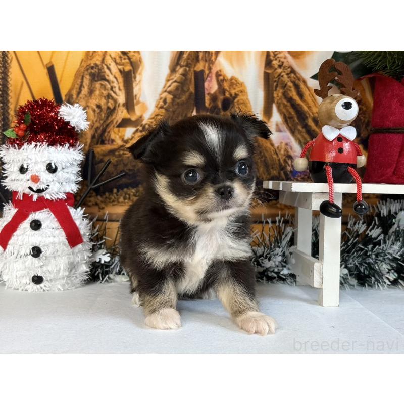 販売中の秋田県のチワワ(ロングコート)-430960の2枚目