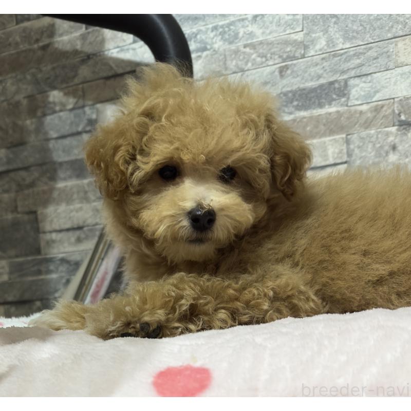 販売中の兵庫県のビションプー:ビションフリーゼ×トイプードル-423103