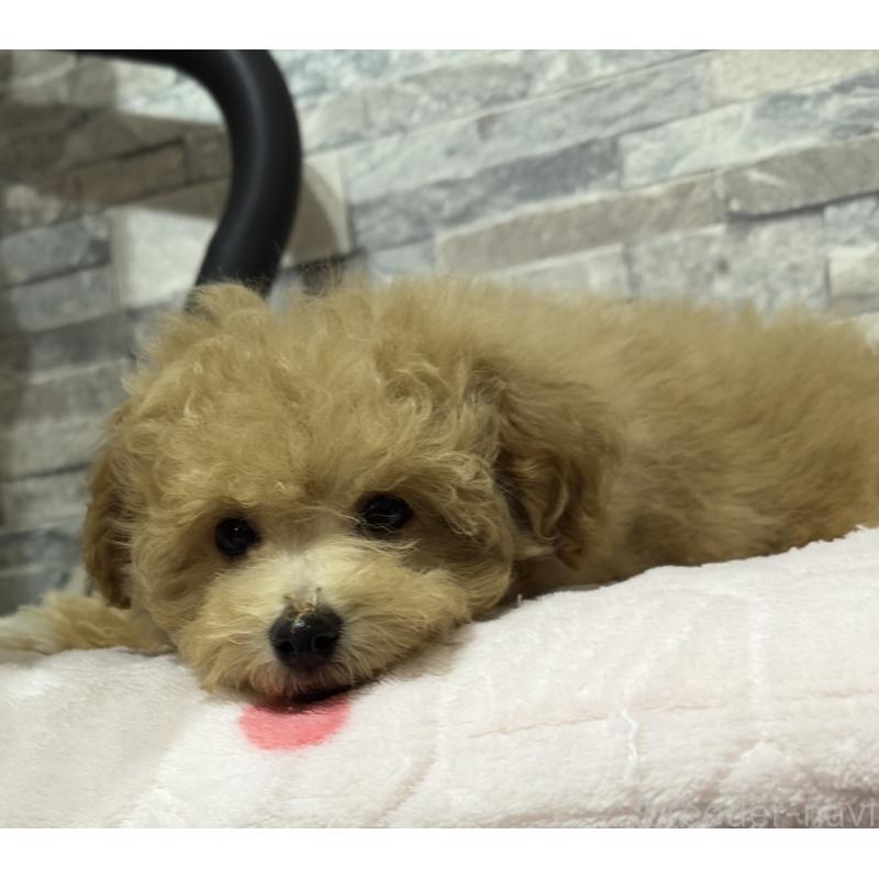 販売中ののビションプー:ビションフリーゼ×トイプードル-423103