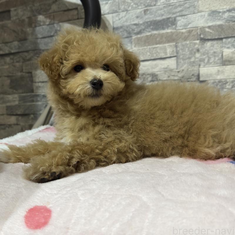 販売中の兵庫県のビションプー:ビションフリーゼ×トイプードル-423103の4枚目