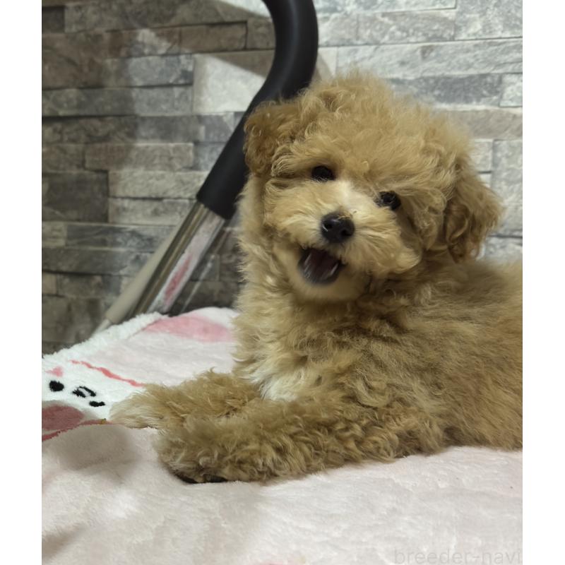 販売中の兵庫県のビションプー:ビションフリーゼ×トイプードル-423103の3枚目