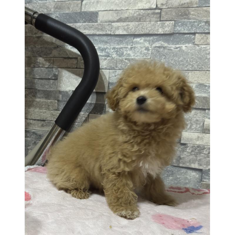 販売中の兵庫県のビションプー:ビションフリーゼ×トイプードル-423103の2枚目