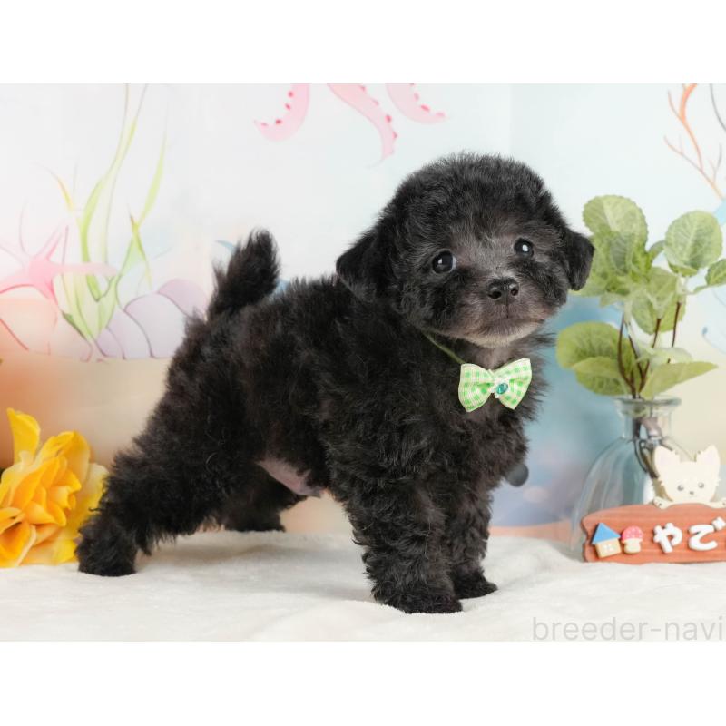 商談中の静岡県のトイプードル-430963の7枚目