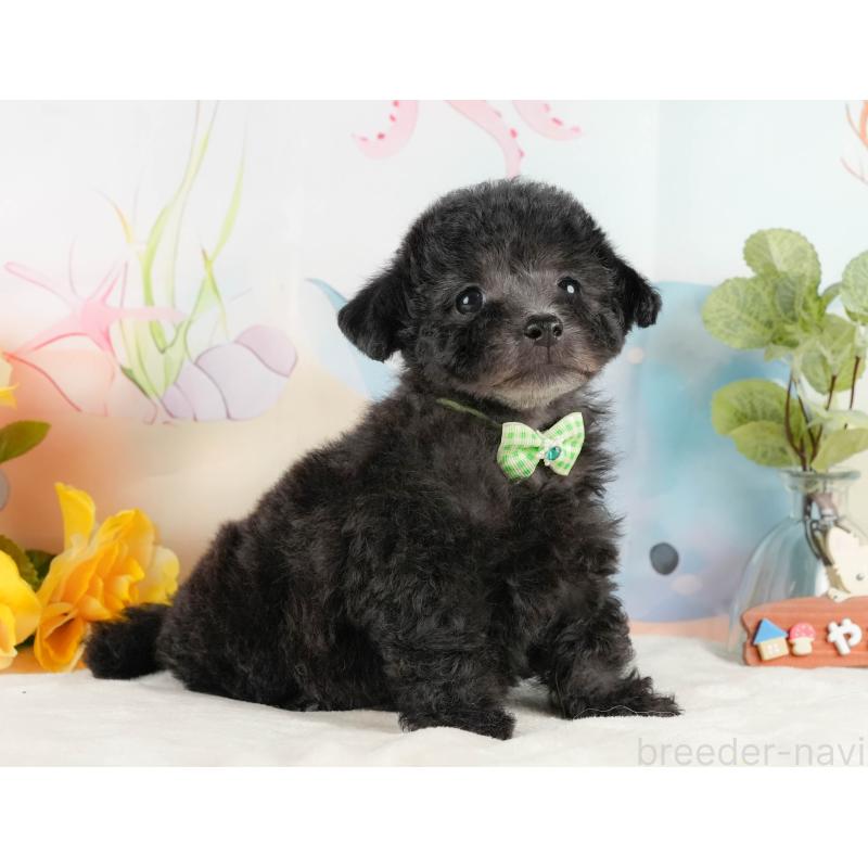 商談中の静岡県のトイプードル-430963の6枚目