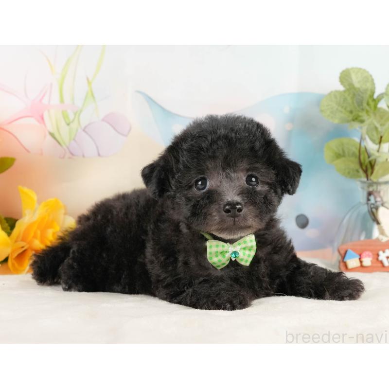 商談中の静岡県のトイプードル-430963の5枚目