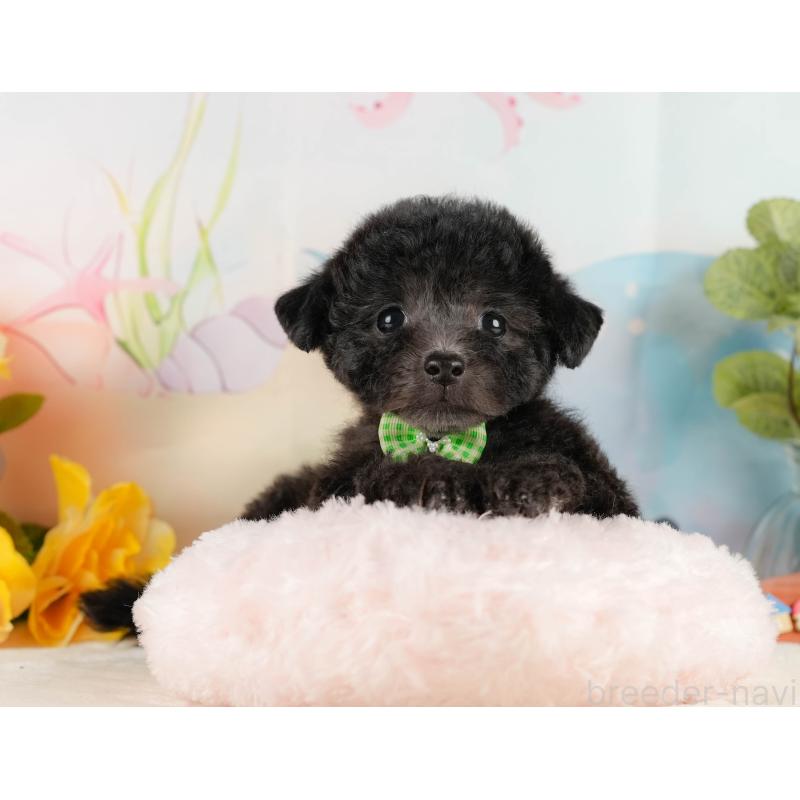 商談中の静岡県のトイプードル-430963の4枚目