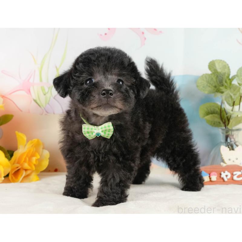 商談中の静岡県のトイプードル-430963の3枚目