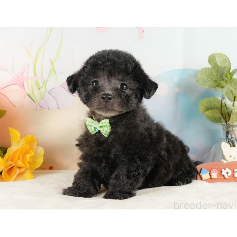 商談中の静岡県のトイプードル-430963の2枚目