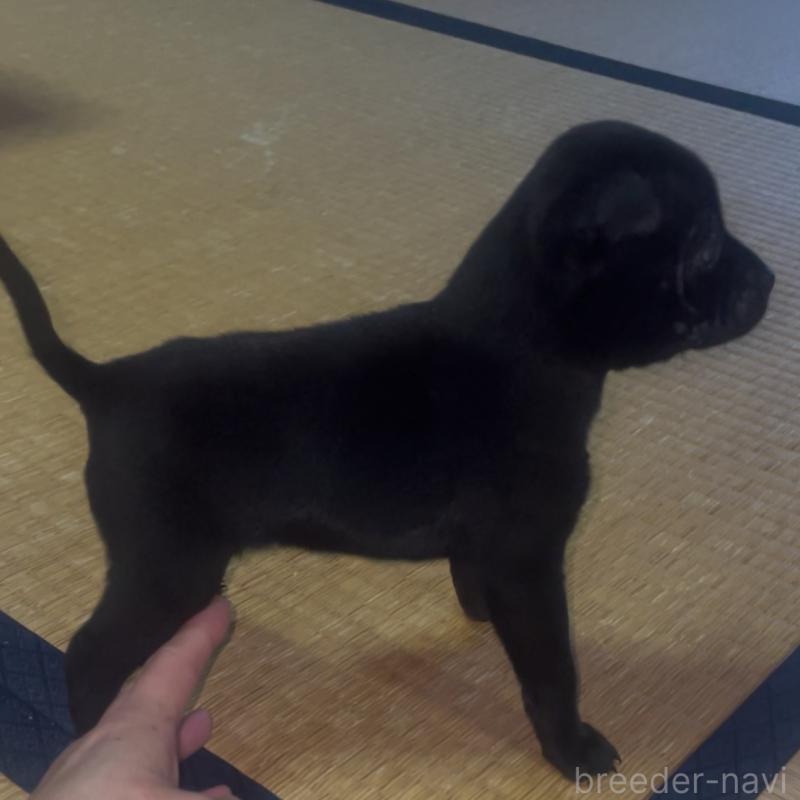 販売中の岡山県のその他の犬種-430976の5枚目