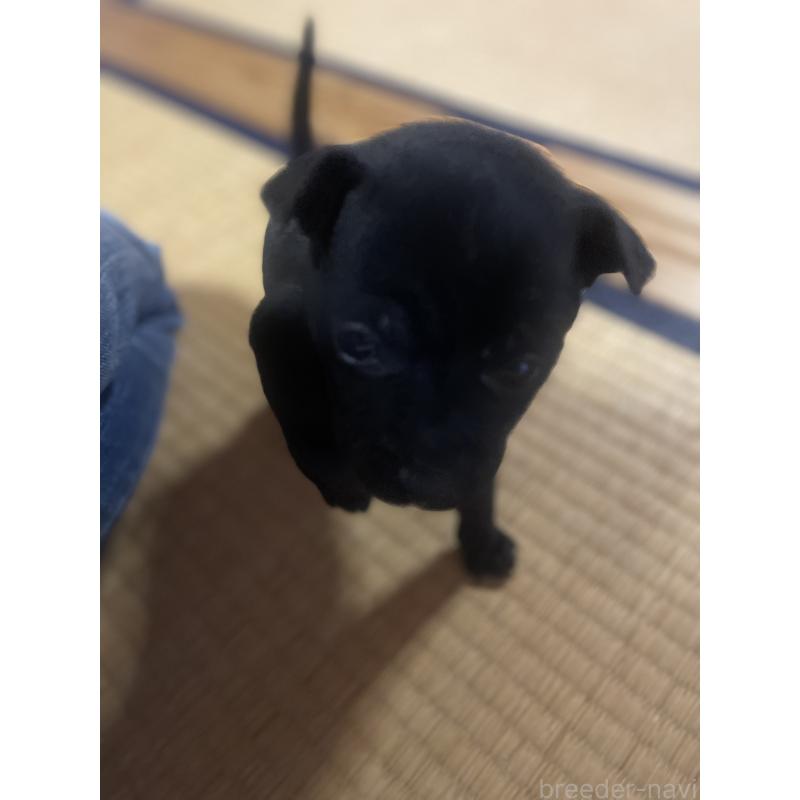 販売中の岡山県のその他の犬種-430976の3枚目